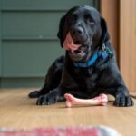 Dog treats