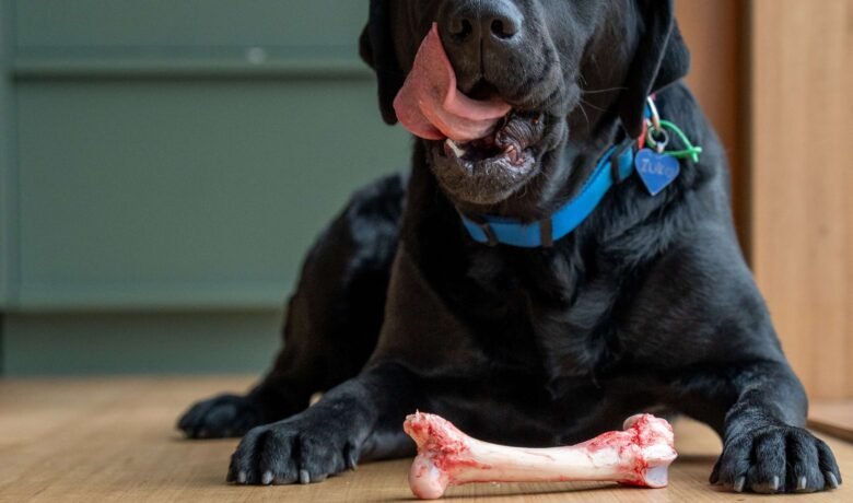 Dog treats